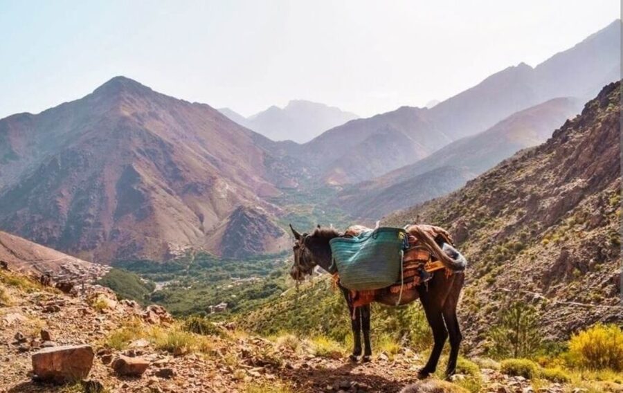 3 Days Trek Atlas Mountains Berber Villages from Marrakech - Food, tea, and vegetarian-friendly meals in the mountains