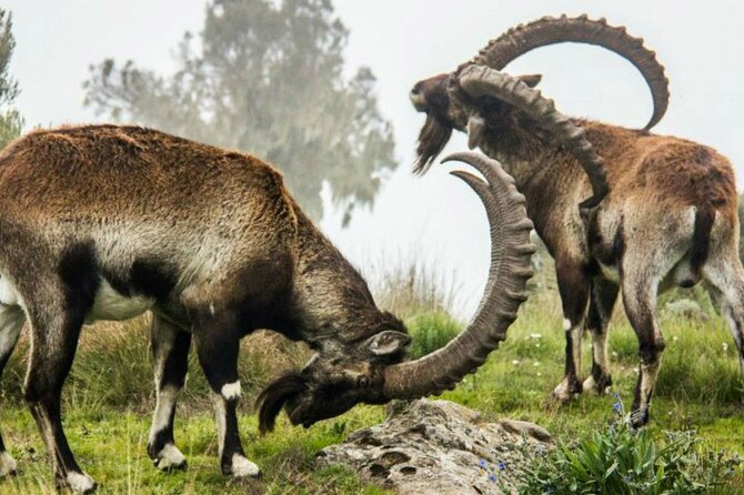 3 Days Trekking Simien Mountains Tours - Price and logistics that actually matter in the Simien
