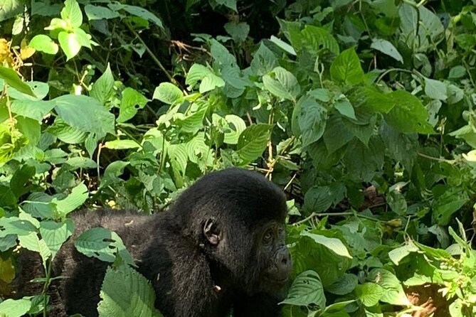 3 Days Uganda Gorilla trek Safari Tour - Three Days, One Big Morning: Leaving Kampala for Bwindi