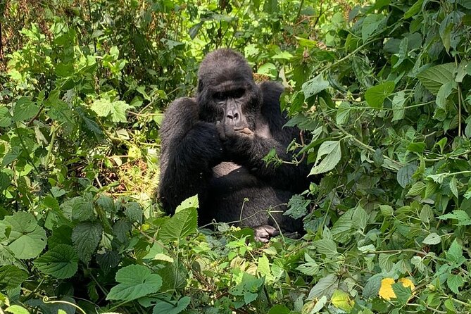 3 Days Uganda Gorilla trek Safari Tour - Arriving at Bwindi Impenetrable Forest: UNESCO Forest, Thick Terrain, Real Birding