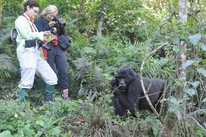 3 Days Uganda Gorilla Trekking Safari - From gorillas to Lake Bunyonyi at Hawk’s Eye