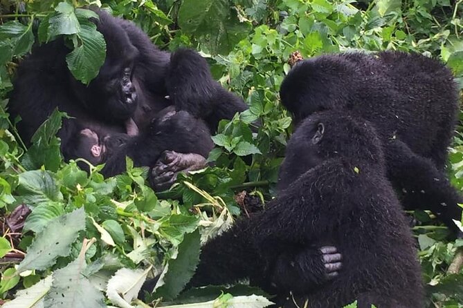 3 Days Uganda Gorilla Trekking Safari - Price and value: what $1,810.38 buys you in real life