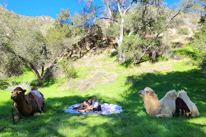 3 Hour Camel Trek into the Forest and Ranch in California - Key moments worth circling