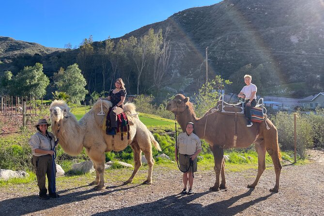 3 Hour Camel Trek into the Forest and Ranch in California - Camel ride into the forest: the calm, scenic center of the day
