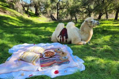 3 Hour Camel Trek into the Forest and Ranch in California - The picnic setup: heart-shaped pizza, strawberries, and a drink choice