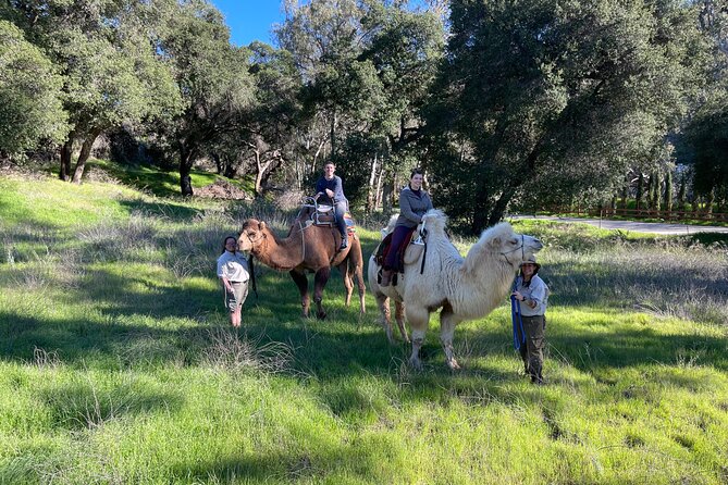 3 Hour Camel Trek into the Forest and Ranch in California - The campfire finale: s’mores and a private wind-down