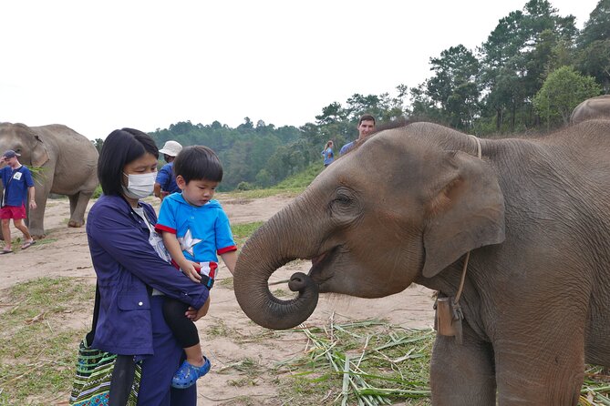3-in-1: Doi Inthanon Tour, Elephant Sanctuary, and Trekking Trail - Living Green Foundation Elephant Sanctuary: Ethical Rules You Can Feel
