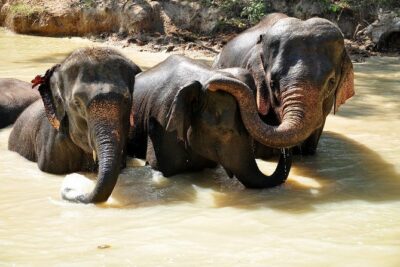 3-in-1: Doi Inthanon Tour, Elephant Sanctuary, and Trekking Trail - Doi Inthanon National Park and the King-and-Queen Pagodas