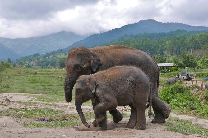 3-in-1: Doi Inthanon Tour, Elephant Sanctuary, and Trekking Trail - What You’ll Pay and What’s Actually Included