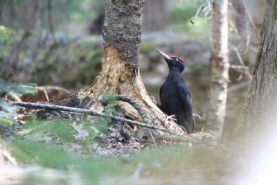 3hours Primeval Forest and Stunning Views of Cliff Trekking Tour - The 3-hour forest portion: animal tracks, bear country focus, and learning fast