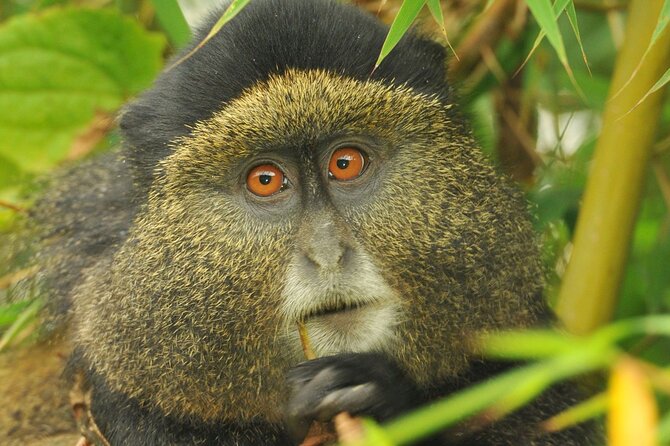 4 Day Golden Monkeys Bwindi Gorillas Wildlife and Chimps Trek - Golden Monkeys in Volcanoes NP: Bamboo Trekking, Ranger Briefing, and One Hour With Them