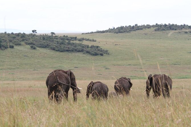 4 Day Golden Monkeys Bwindi Gorillas Wildlife and Chimps Trek - Lake Bunyonyi Reset Before Queen Elizabeth’s Big Wildlife