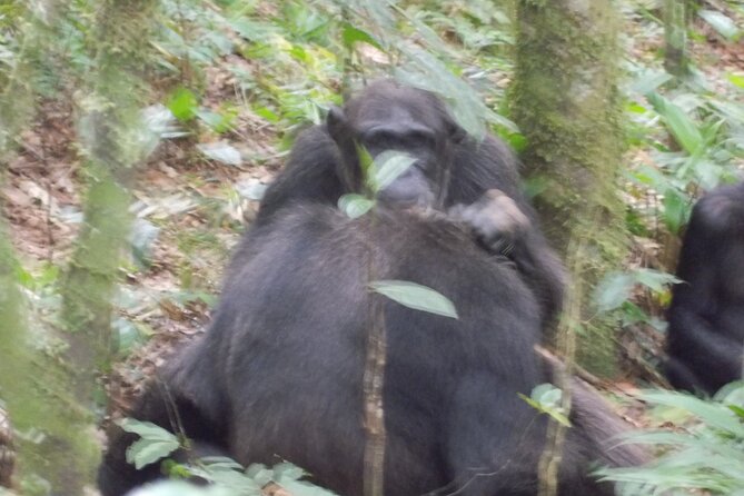 4 Day Golden Monkeys Bwindi Gorillas Wildlife and Chimps Trek - Bwindi Impenetrable: Gorilla Trekking Rules, Thick Forest, and the 1-Hour Encounter