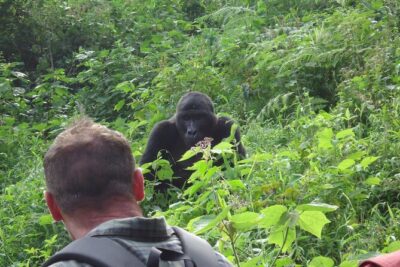 4-Day Gorilla & Chimpanzee Trekking Luxury Fly-in Tour in Uganda - Day 1: Entebbe to Kibale Forest for chimpanzees