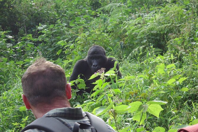 4-Day Gorilla & Chimpanzee Trekking Luxury Fly-in Tour in Uganda - Day 1: Entebbe to Kibale Forest for chimpanzees