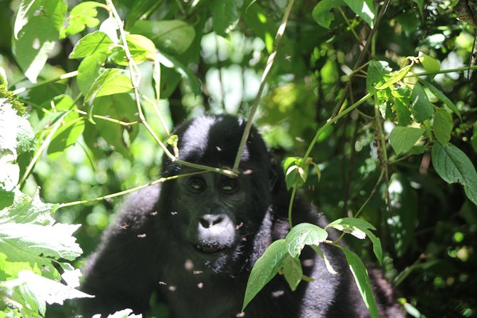 4 Day Gorilla Trekking & Golden Monkeys - Why This Gorilla-and-Golden-Monkey Combo Makes Sense