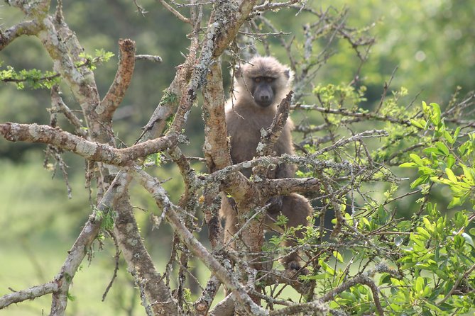 4 Day Gorilla Trekking & Golden Monkeys - Day 3 Golden Monkey Trek at Mgahinga: Briefing, Then Forest Search