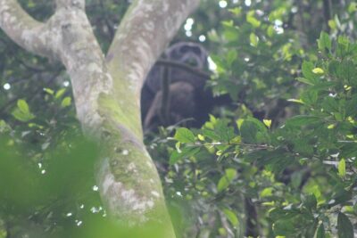 4 Day Gorilla Trekking & Golden Monkeys - Day 2 Gorilla Trek: Being at the Meeting Point at 7:00 am