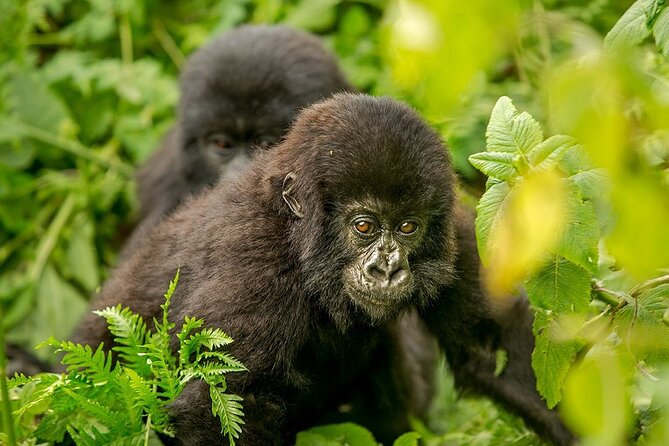 4 Day Gorilla Trekking & Golden Monkeys - Price and Value: What $2,500 Really Buys Here