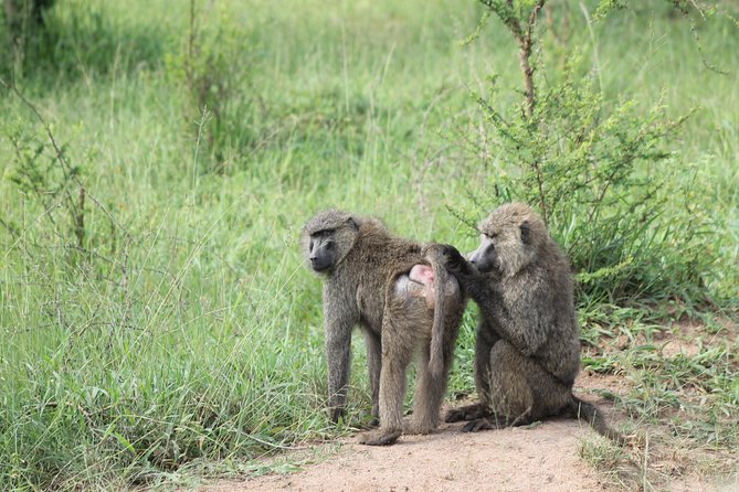 4 Day Gorilla Trekking & Golden Monkeys - What Private Tour Mode Changes for You