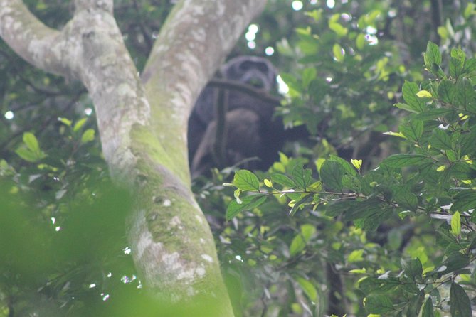 4 Day Gorilla Trekking & Golden Monkeys - Day 2 Gorilla Trek: Being at the Meeting Point at 7:00 am