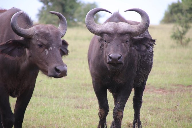 4-Day Gorillas, Wildlife and Chimpanzee Trek at Kalinzu Forest - Queen Elizabeth and the Kazinga Channel boat trip