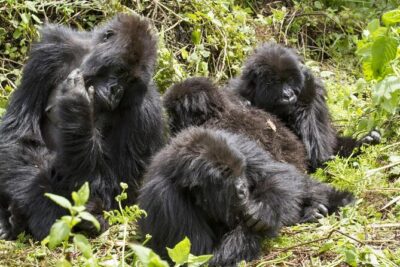4-Day Gorillas, Wildlife and Chimpanzee Trek at Kalinzu Forest - Bwindi gorillas: the briefing sets your expectations
