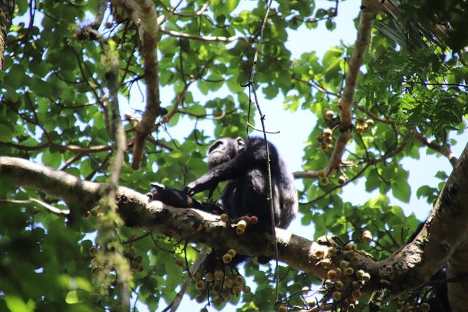 4-Day Gorillas, Wildlife and Chimpanzee Trek at Kalinzu Forest - Who should book this 4-day gorilla and chimp trek?