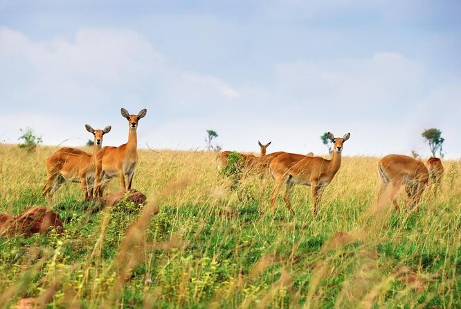 4 Day Gorillas, Wildlife and Chimpanzee Trek at Kibale - Key highlights that make this safari click