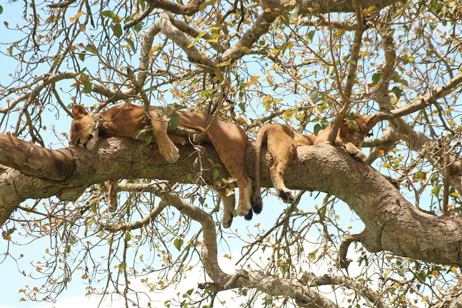 4 Day Gorillas, Wildlife and Chimpanzee Trek at Kibale - Kibale to Bwindi to Queen Elizabeth: why this 4-day route works