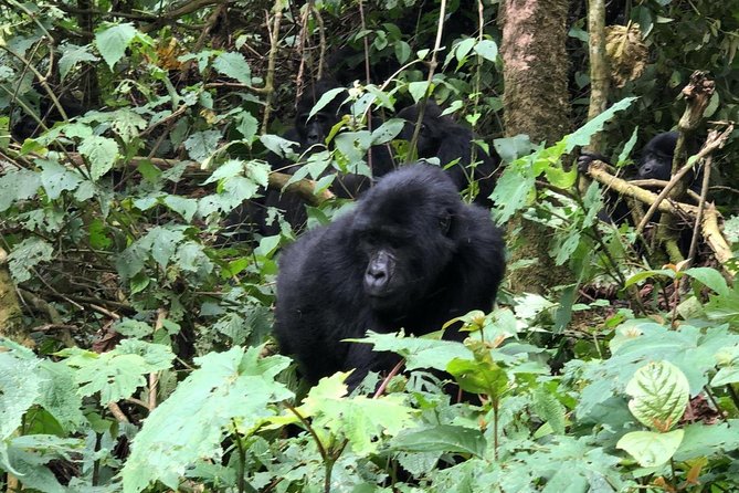 4 Day Gorillas, Wildlife and Chimpanzee Trek at Kibale - Day 2 chimp trekking in Kibale: what you’re really going for