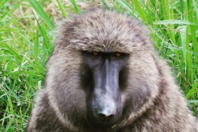 4 Day Gorillas, Wildlife and Chimpanzee Trek at Kibale - Day 1: arriving in Kibale, then letting the excitement catch up
