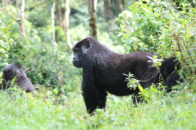 4 Day Gorillas, Wildlife and Chimpanzee Trek at Kibale - Day 4 Bwindi gorilla trek: briefing first, then the forest reality