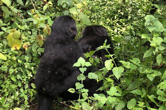 4 Day Gorillas, Wildlife and Chimpanzee Trek at Kibale - Private safari feel, shared trekking reality, and your day-to-day comfort