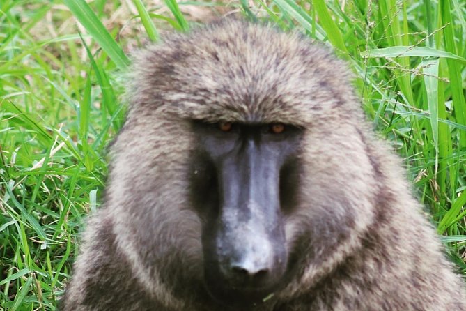 4 Day Gorillas, Wildlife and Chimpanzee Trek at Kibale - Day 1: arriving in Kibale, then letting the excitement catch up