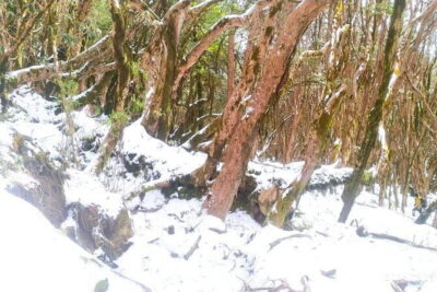 4 Day Mardi Himal Base Camp Trek from Pokhara - Day 1 to Forest Camp: Forest Trails, Villages, and Steeper Footing