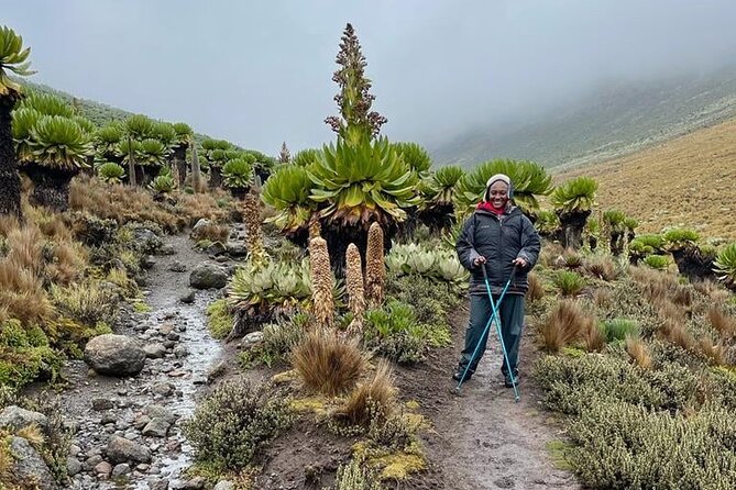 4-Day Mount Kenya Trekking with Pick Up - Day 4: Rainforest descent to Sirimon Gate, then Nanyuki and Nairobi