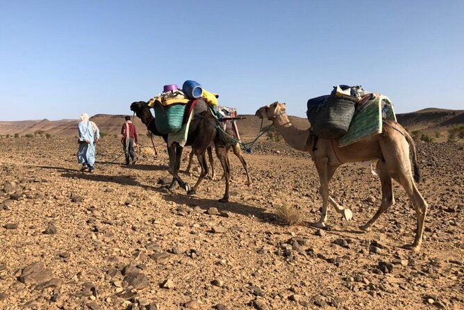 4 Day Private Desert Trek from M'Hamid to Chegaga - Days 2–3: 20 km, quiet terrain, and real bivouac life