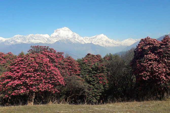 4-Day Private Poon Hill Trekking Tour - Key takeaways before you go