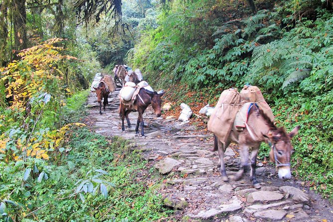 4-Day Private Poon Hill Trekking Tour - Ghorepani day: rhododendron forest, waterfalls, and easier momentum