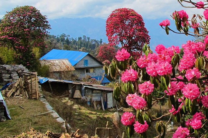 4-Day Private Poon Hill Trekking Tour - What teahouses and included meals feel like on the trail