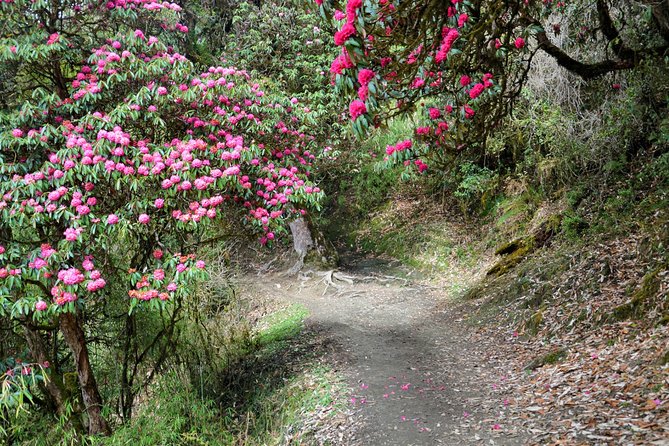 4-Day Private Trekking Experience to Poon Hill and Ghandruk - Guides, safety, and why the team makes a difference