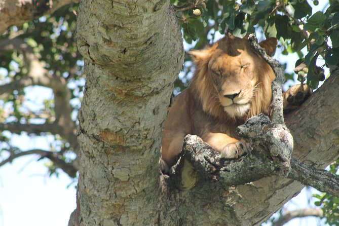 4-Day Uganda Gorilla Trekking and Wildlife Safari - Day 1 in Queen Elizabeth National Park, plus the Equator and Kazinga Channel
