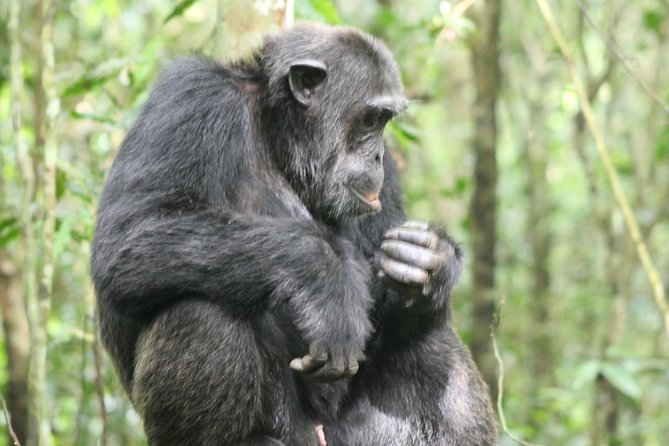 4-Day Uganda Gorilla Trekking and Wildlife Safari - Day 4: Igongo Cultural Centre stops and the return to Kampala