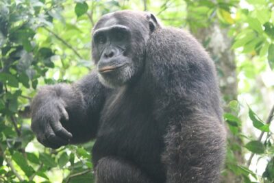 4-Day Uganda Gorilla Trekking and Wildlife Safari - Day 2: Kasenyi Tracks, Ishasha tree-climbing lion odds, then onward to Bwindi