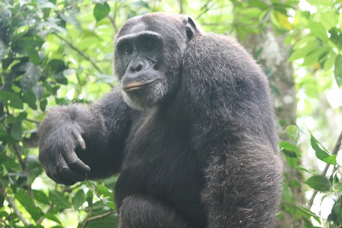 4-Day Uganda Gorilla Trekking and Wildlife Safari - Day 2: Kasenyi Tracks, Ishasha tree-climbing lion odds, then onward to Bwindi