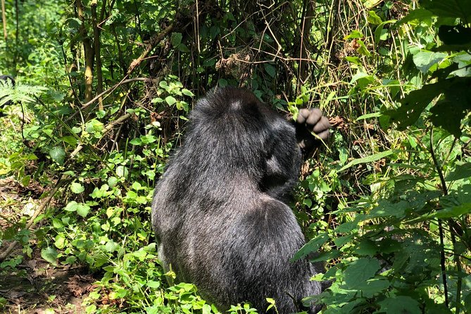 4 Day Uganda Gorilla Trekking Safari with Lake Bunyonyi - Key highlights worth knowing
