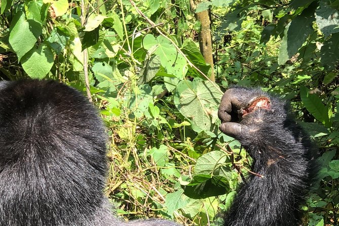 4 Day Uganda Gorilla Trekking Safari with Lake Bunyonyi - Bwindi gorilla trekking: what the permit inclusion really does for you