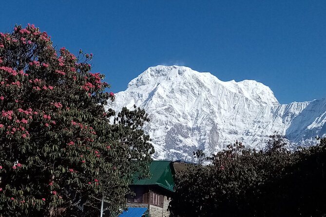 4 Days Amazing Trekking from Pokhara-Ghorepani Poon Hill - Day 2 Ghorepani: famous mountain village energy