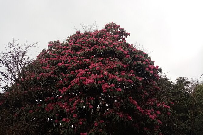 4 Days Amazing Trekking from Pokhara-Ghorepani Poon Hill - Guide matters: stories from Dhanraj, Dadhi, Krishna, and Milan